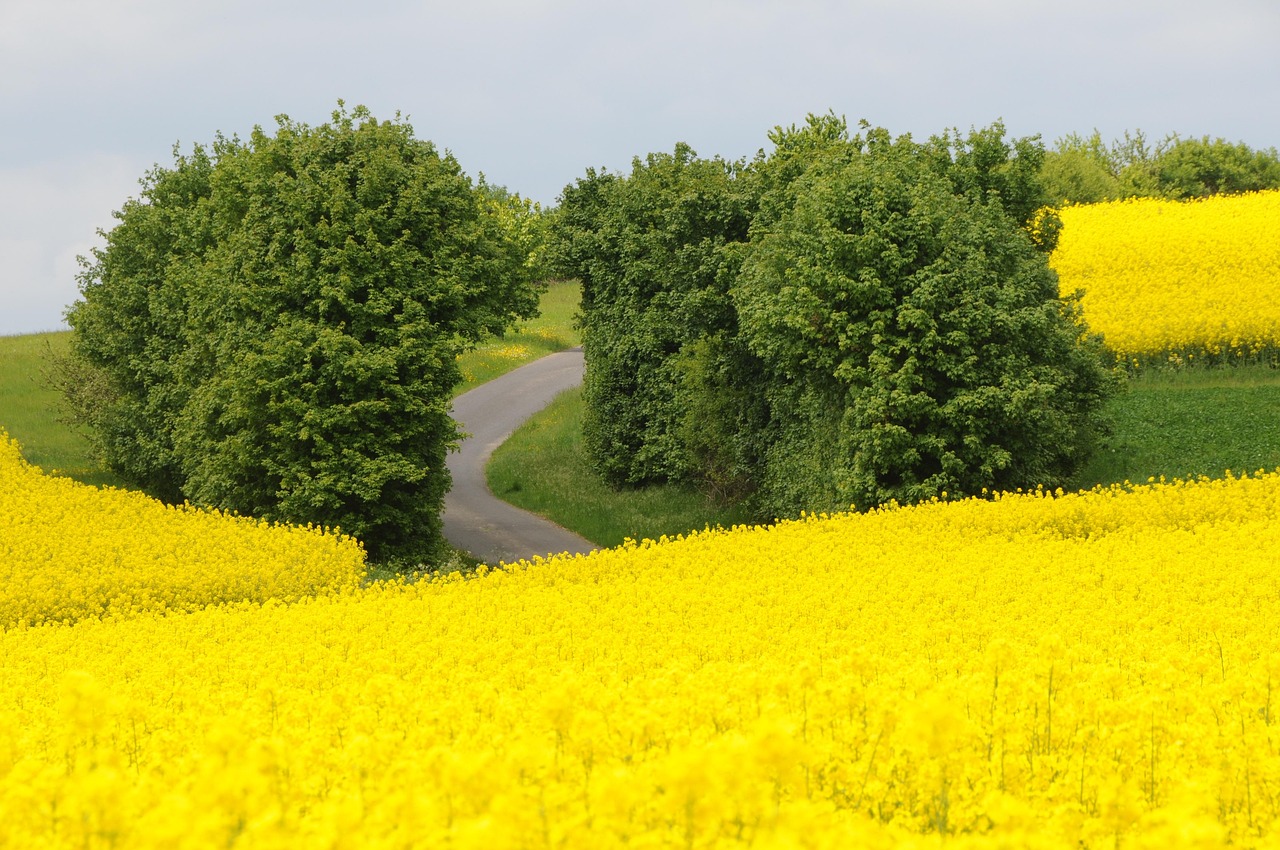 d&eacute;couvrez l'importance des haies agricoles pour la biodiversit&eacute;, la protection des cultures et l'am&eacute;lioration des sols dans les exploitations agricoles.