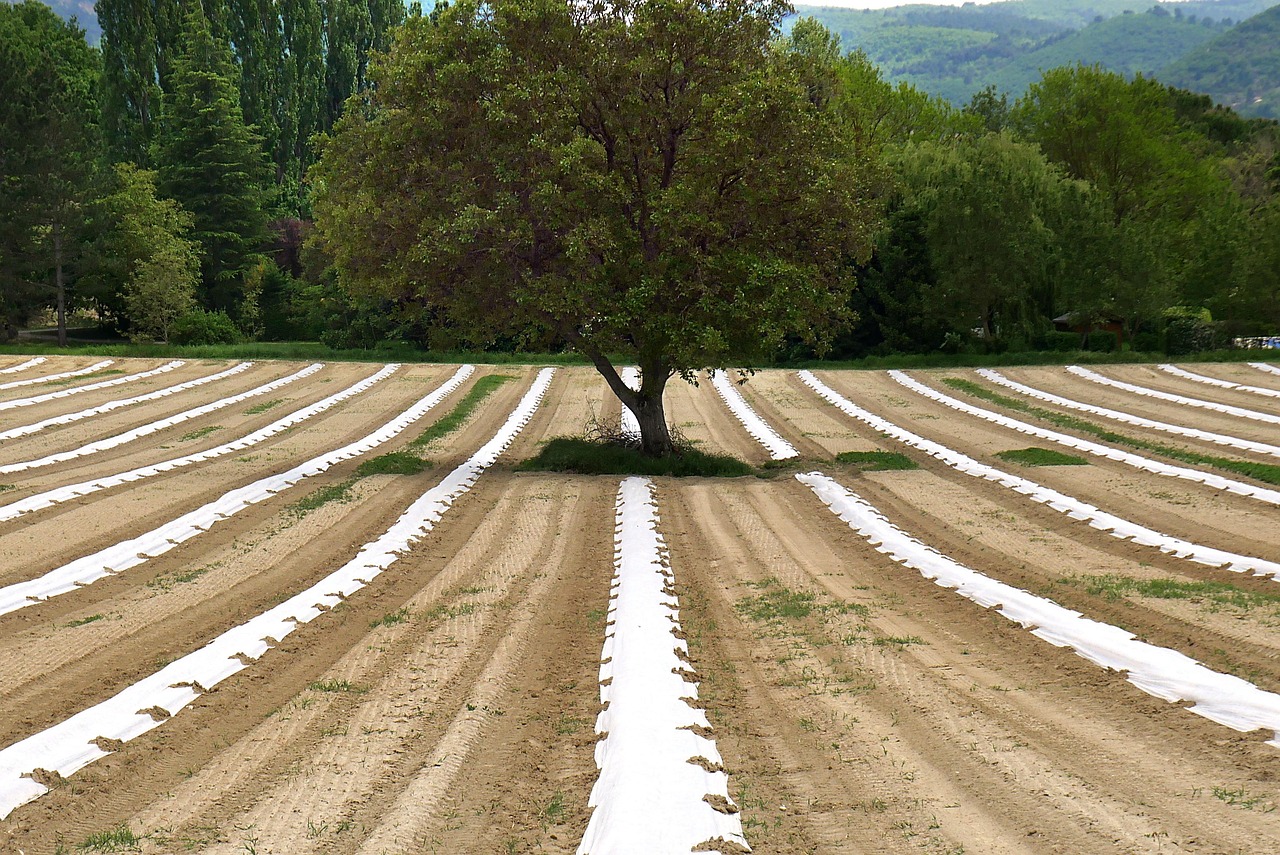 d&eacute;couvrez l'agro&eacute;cologie, une approche durable de l'agriculture alliant respect de l'environnement, biodiversit&eacute; et production responsable pour un avenir alimentaire sain.