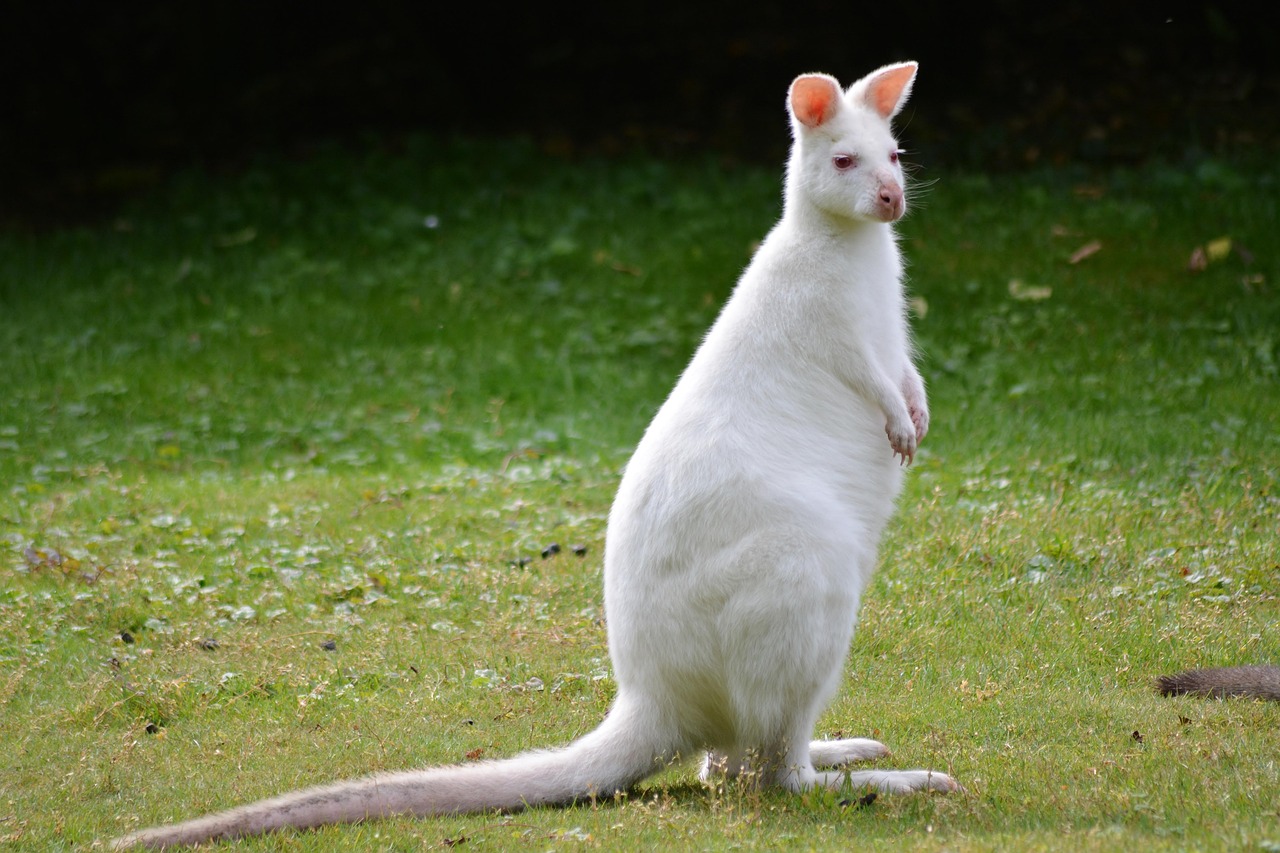 d&eacute;couvrez albino attacks, une aventure captivante pleine de suspense et d'action o&ugrave; chaque instant compte. plongez dans un univers unique et intense.