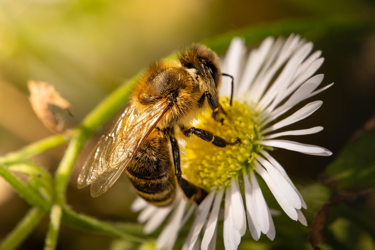 d&eacute;couvrez tout sur les abeilles : leur r&ocirc;le essentiel dans la pollinisation, leur habitat, leur comportement fascinant et comment les prot&eacute;ger pour pr&eacute;server la biodiversit&eacute;.