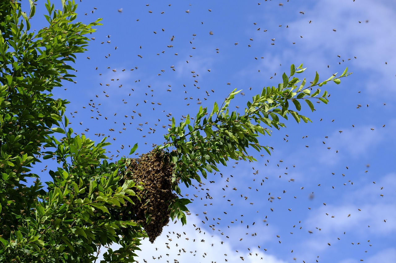 d&eacute;couvrez l'importance des abeilles dans notre &eacute;cosyst&egrave;me, leur r&ocirc;le essentiel dans la pollinisation et comment les prot&eacute;ger pour pr&eacute;server la biodiversit&eacute;.