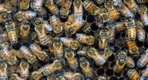 d&eacute;couvrez tout sur les abeilles : leur r&ocirc;le essentiel dans la pollinisation, leur organisation sociale fascinante et les moyens de les prot&eacute;ger pour un &eacute;cosyst&egrave;me durable.