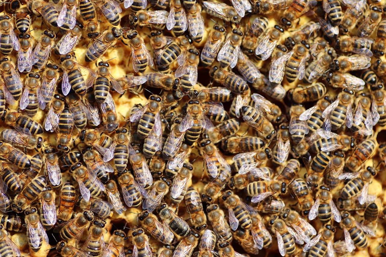 d&eacute;couvrez l'univers fascinant des abeilles, leur r&ocirc;le crucial dans la pollinisation, et comment elles contribuent &agrave; la biodiversit&eacute; et &agrave; l'&eacute;quilibre de notre &eacute;cosyst&egrave;me.