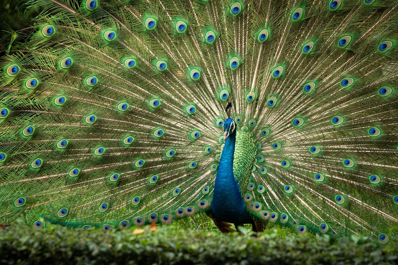 d&eacute;couvrez l'importance de la biodiversit&eacute; pour pr&eacute;server les &eacute;cosyst&egrave;mes, prot&eacute;ger les esp&egrave;ces et assurer un avenir durable pour la plan&egrave;te.