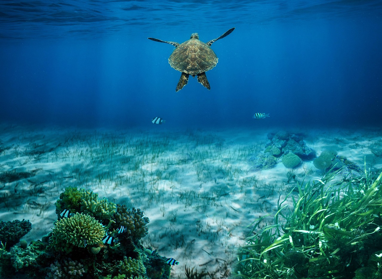 comprendre le blanchissement des coraux : causes, impacts environnementaux et solutions pour pr&eacute;server les r&eacute;cifs coralins.