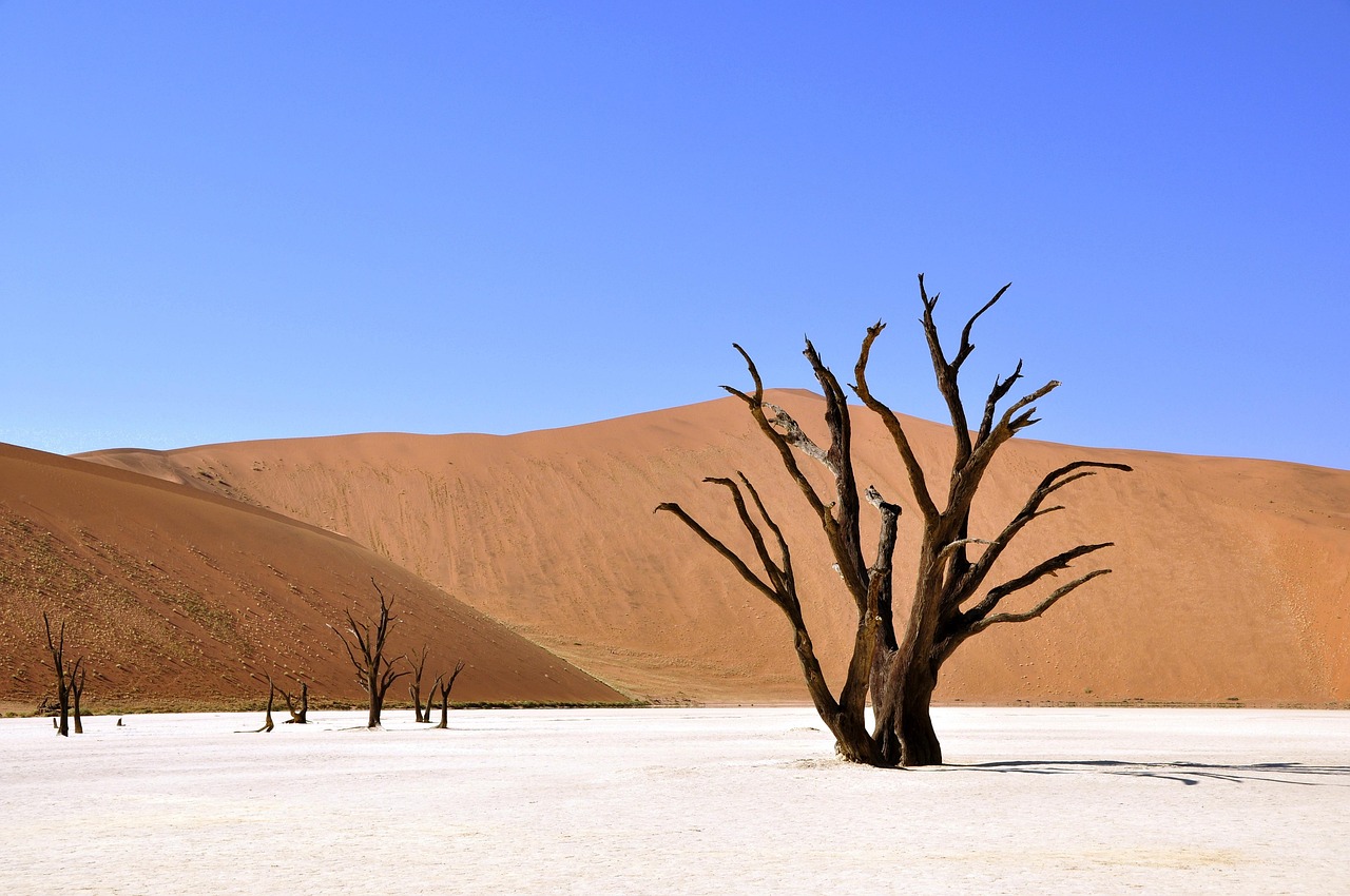 d&eacute;couvrez les causes, les impacts et les solutions face &agrave; la s&eacute;cheresse, un ph&eacute;nom&egrave;ne climatique aux cons&eacute;quences majeures sur l'environnement et l'agriculture.
