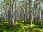 d&eacute;couvrez tout sur l'&eacute;cologie : protection de l'environnement, d&eacute;veloppement durable et actions pour pr&eacute;server notre plan&egrave;te.