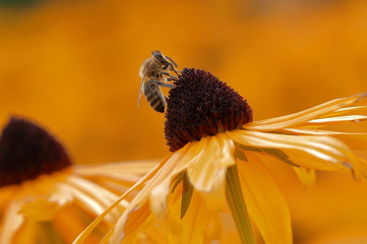 d&eacute;couvrez l'importance de la biodiversit&eacute; au jardin et apprenez &agrave; cr&eacute;er un espace naturel riche et &eacute;quilibr&eacute; pour favoriser la faune et la flore locales.