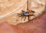 d&eacute;couvrez l'importance de la biodiversit&eacute; dans votre jardin et comment favoriser un &eacute;cosyst&egrave;me sain et &eacute;quilibr&eacute; pour plantes, insectes et animaux.