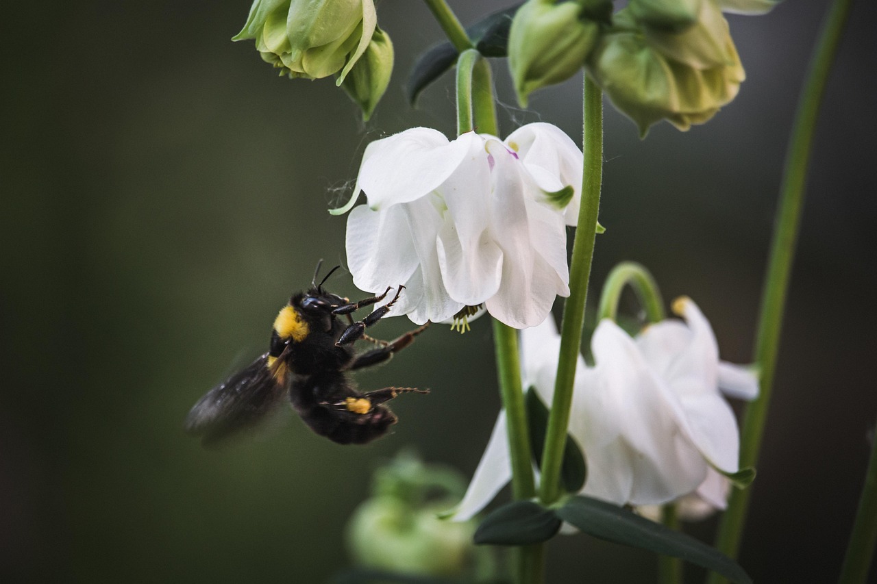 d&eacute;couvrez l'importance de la biodiversit&eacute; dans les jardins et apprenez comment favoriser un &eacute;cosyst&egrave;me sain et diversifi&eacute; chez vous.