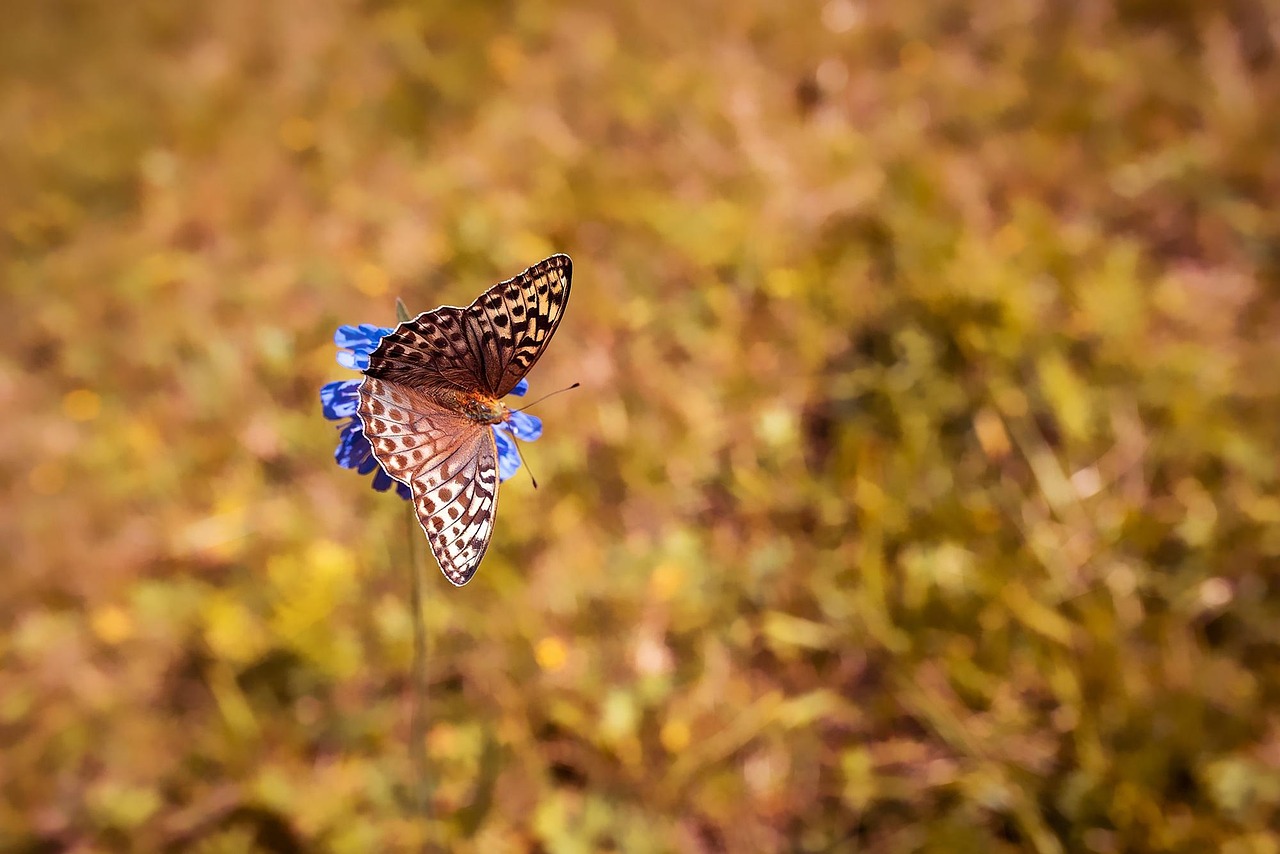 d&eacute;couvrez l'importance de la biodiversit&eacute; dans votre jardin et comment cr&eacute;er un espace riche en diversit&eacute; v&eacute;g&eacute;tale et animale pour un &eacute;cosyst&egrave;me &eacute;quilibr&eacute;.