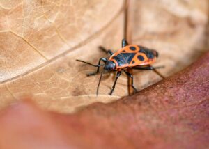d&eacute;couvrez l'importance de la biodiversit&eacute; dans votre jardin et comment favoriser un &eacute;cosyst&egrave;me sain et &eacute;quilibr&eacute; pour plantes, insectes et animaux.