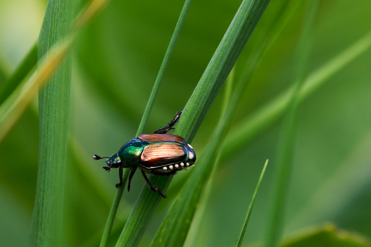 d&eacute;couvrez l'importance de la biodiversit&eacute; dans votre jardin et apprenez comment cr&eacute;er un espace naturel riche en plantes, insectes et animaux pour un &eacute;cosyst&egrave;me &eacute;quilibr&eacute;.