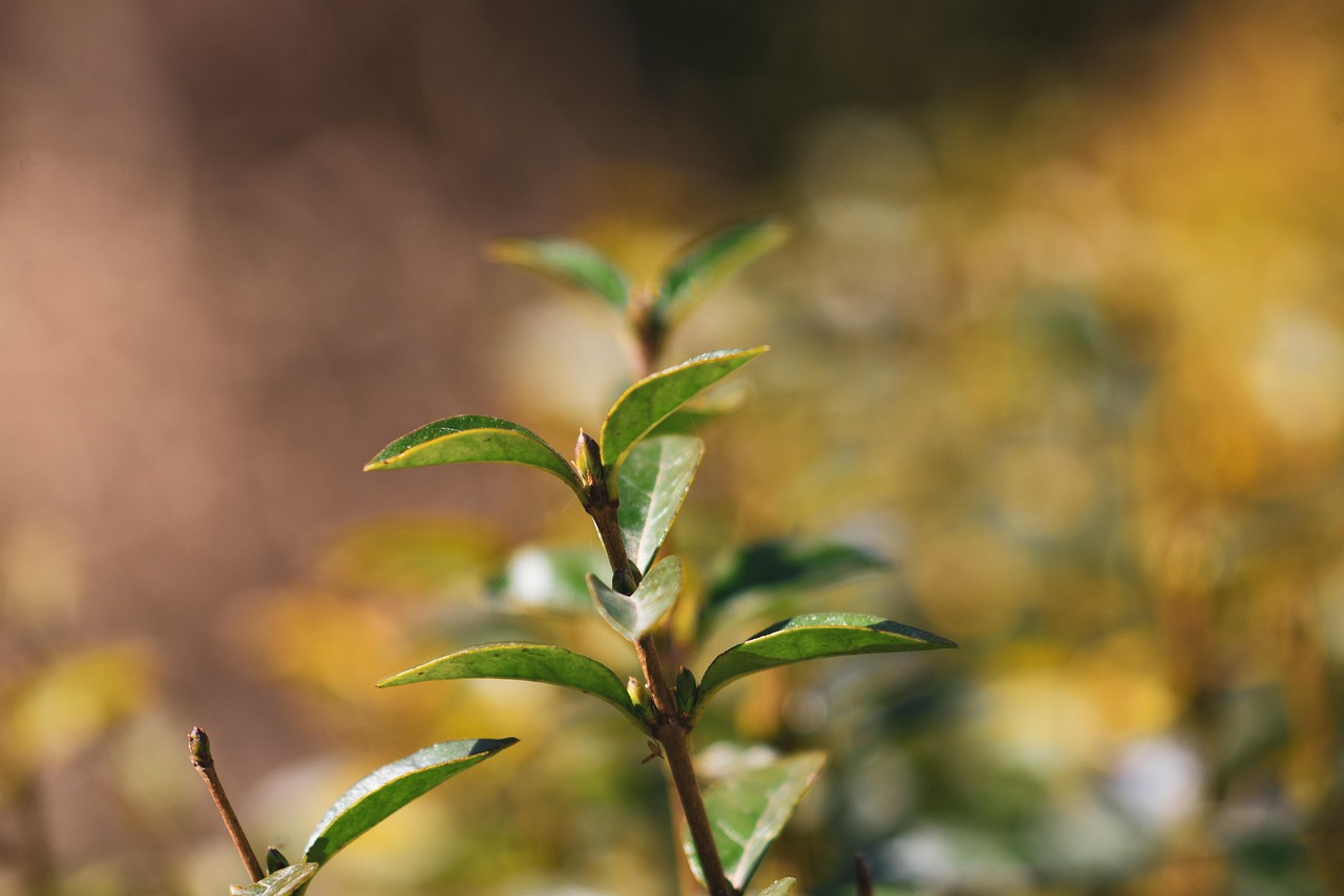 d&eacute;couvrez nos conseils et id&eacute;es pour cr&eacute;er et entretenir une haie champ&ecirc;tre, id&eacute;ale pour d&eacute;limiter votre jardin tout en favorisant la biodiversit&eacute; locale.