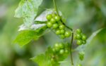 d&eacute;couvrez tout sur la haie champ&ecirc;tre : r&ocirc;le &eacute;cologique, utilisation en jardinage et conseils pour cr&eacute;er une haie champ&ecirc;tre naturelle et durable.
