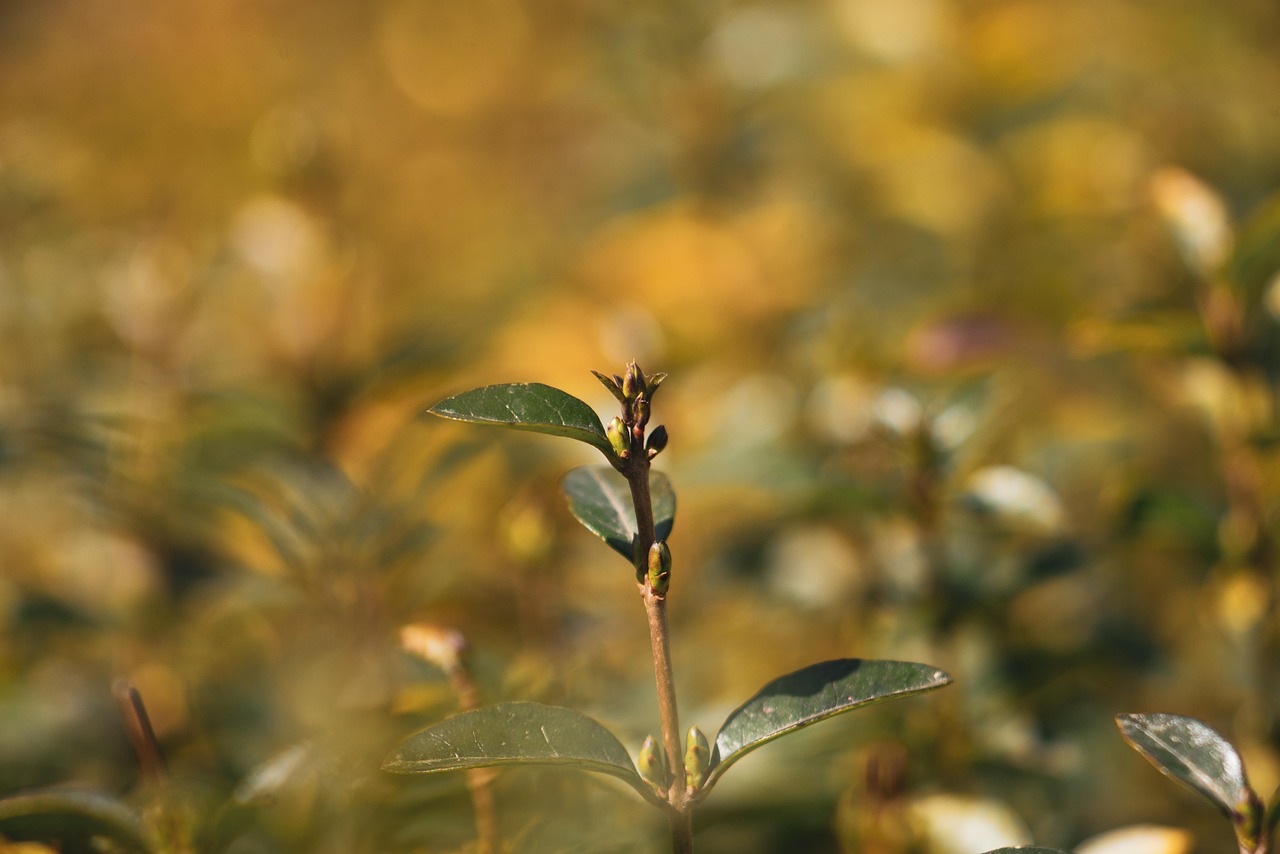 d&eacute;couvrez l'importance et les avantages des haies champ&ecirc;tres (hedgerow) pour la biodiversit&eacute;, la protection des cultures et l'am&eacute;nagement paysager.
