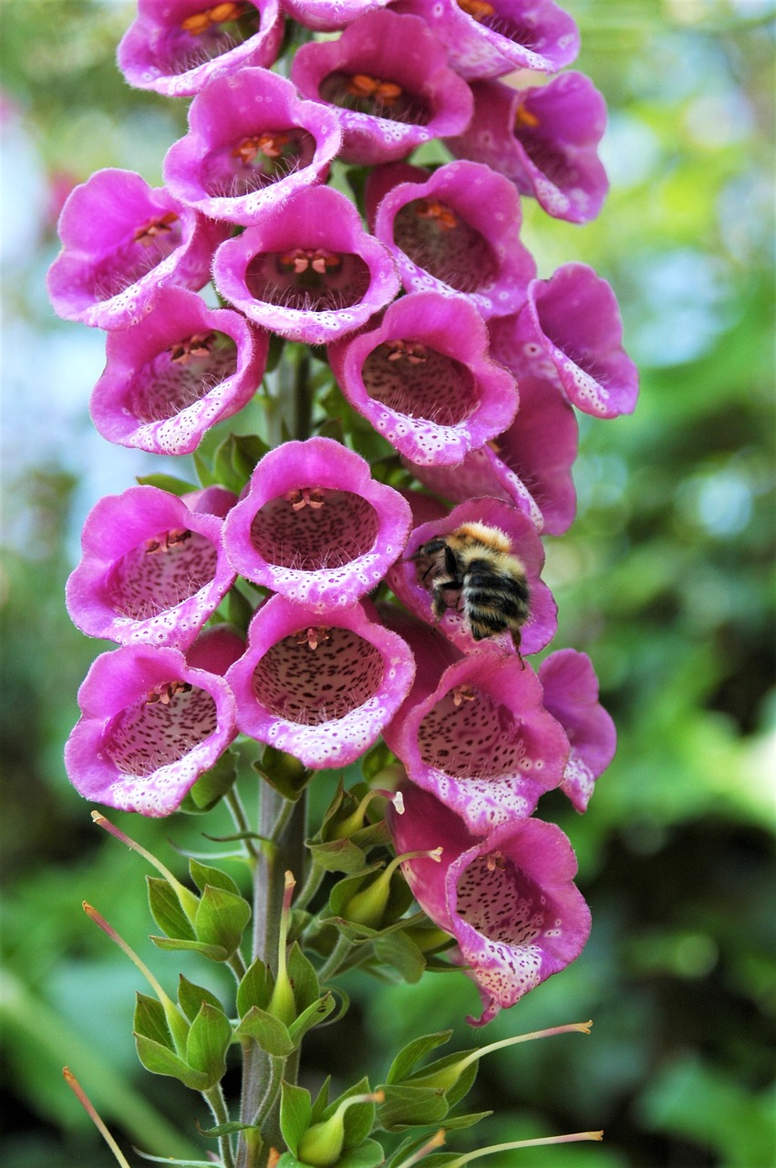 d&eacute;couvrez tout sur les haies, leurs r&ocirc;les &eacute;cologiques, comment les planter et les entretenir pour embellir et prot&eacute;ger votre jardin.
