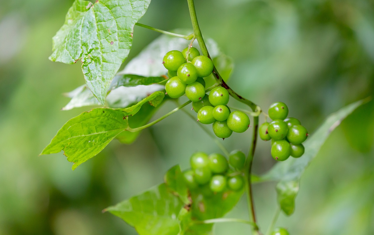 d&eacute;couvrez tout sur la haie champ&ecirc;tre : r&ocirc;le &eacute;cologique, utilisation en jardinage et conseils pour cr&eacute;er une haie champ&ecirc;tre naturelle et durable.