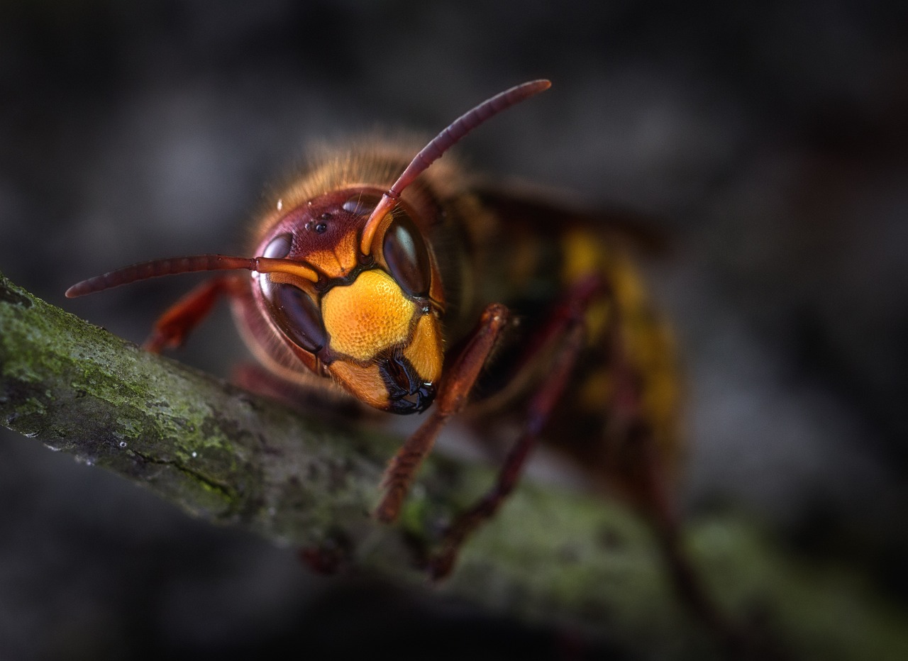 d&eacute;couvrez tout sur le frelon, son habitat, son comportement et comment le reconna&icirc;tre facilement.