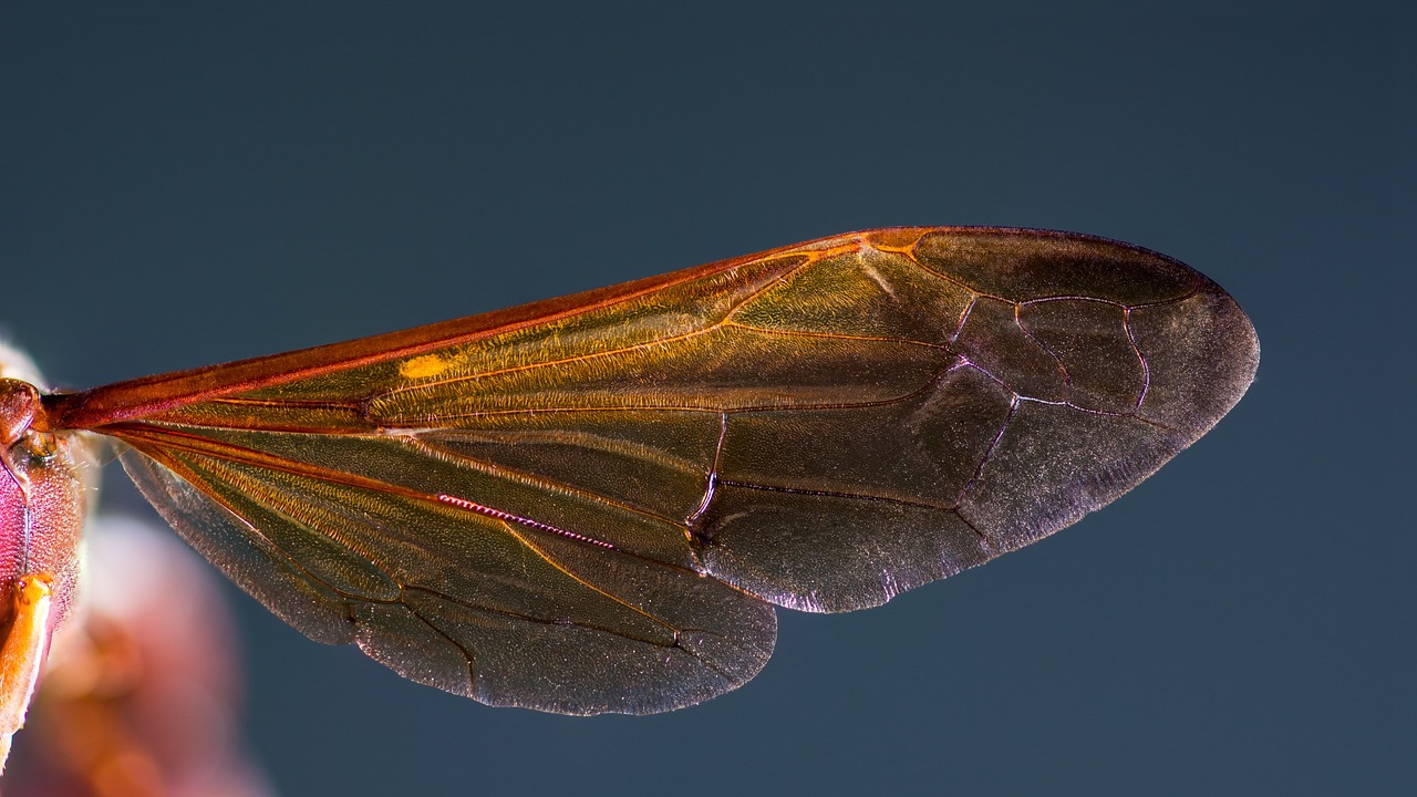d&eacute;couvrez tout sur le hornet, un insecte fascinant reconnu pour son r&ocirc;le dans l'&eacute;cosyst&egrave;me et ses caract&eacute;ristiques uniques.