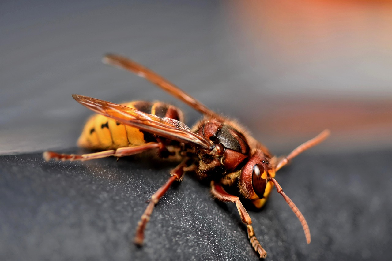 d&eacute;couvrez tout sur le frelon : caract&eacute;ristiques, habitat, comportement et conseils pour cohabiter en toute s&eacute;curit&eacute; avec cet insecte impressionnant.