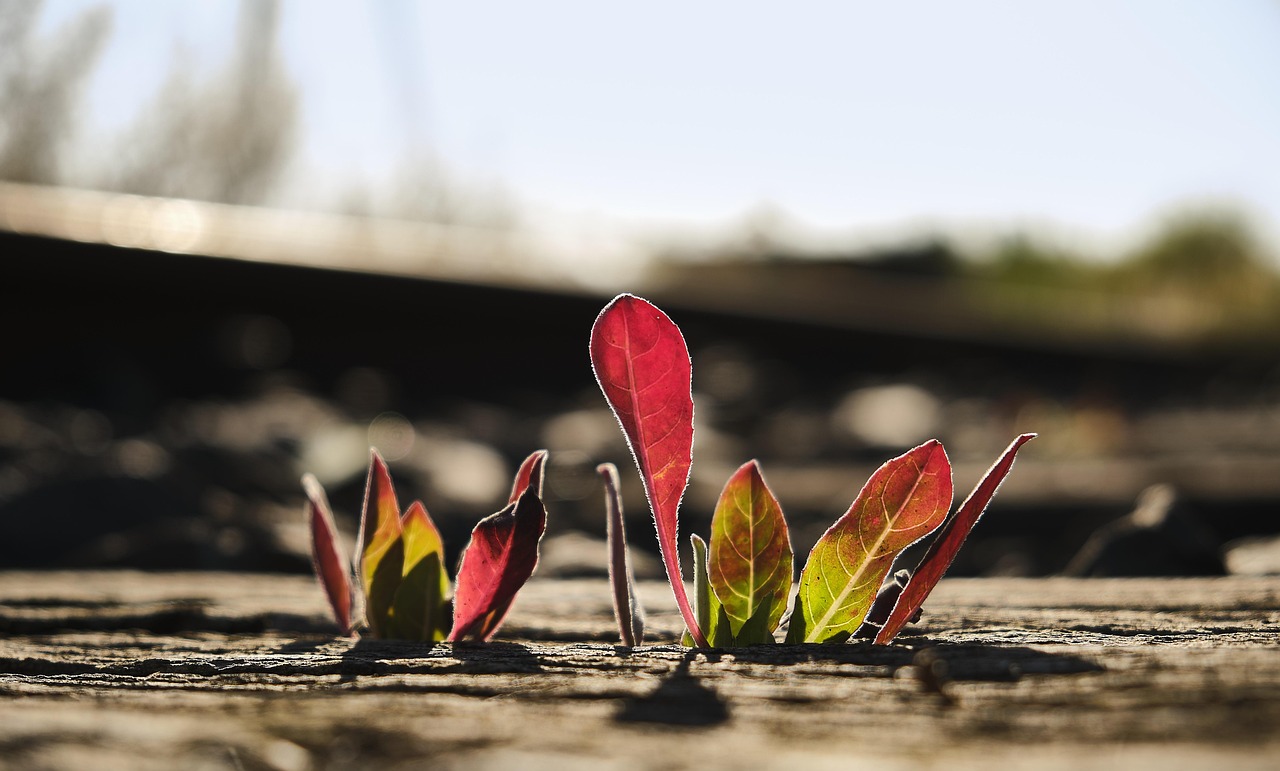 la renaturation : restaurer les &eacute;cosyst&egrave;mes pour un environnement durable et &eacute;quilibr&eacute;.
