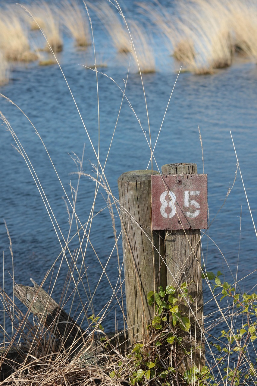 d&eacute;couvrez la renaturation : un processus de restauration des espaces naturels pour pr&eacute;server la biodiversit&eacute; et am&eacute;liorer l'environnement.