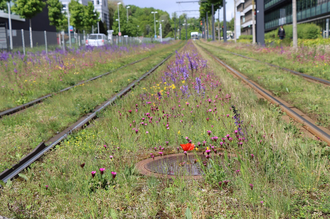 d&eacute;couvrez le concept de la renaturation : restauration des &eacute;cosyst&egrave;mes naturels pour pr&eacute;server la biodiversit&eacute; et am&eacute;liorer la qualit&eacute; de l'environnement.