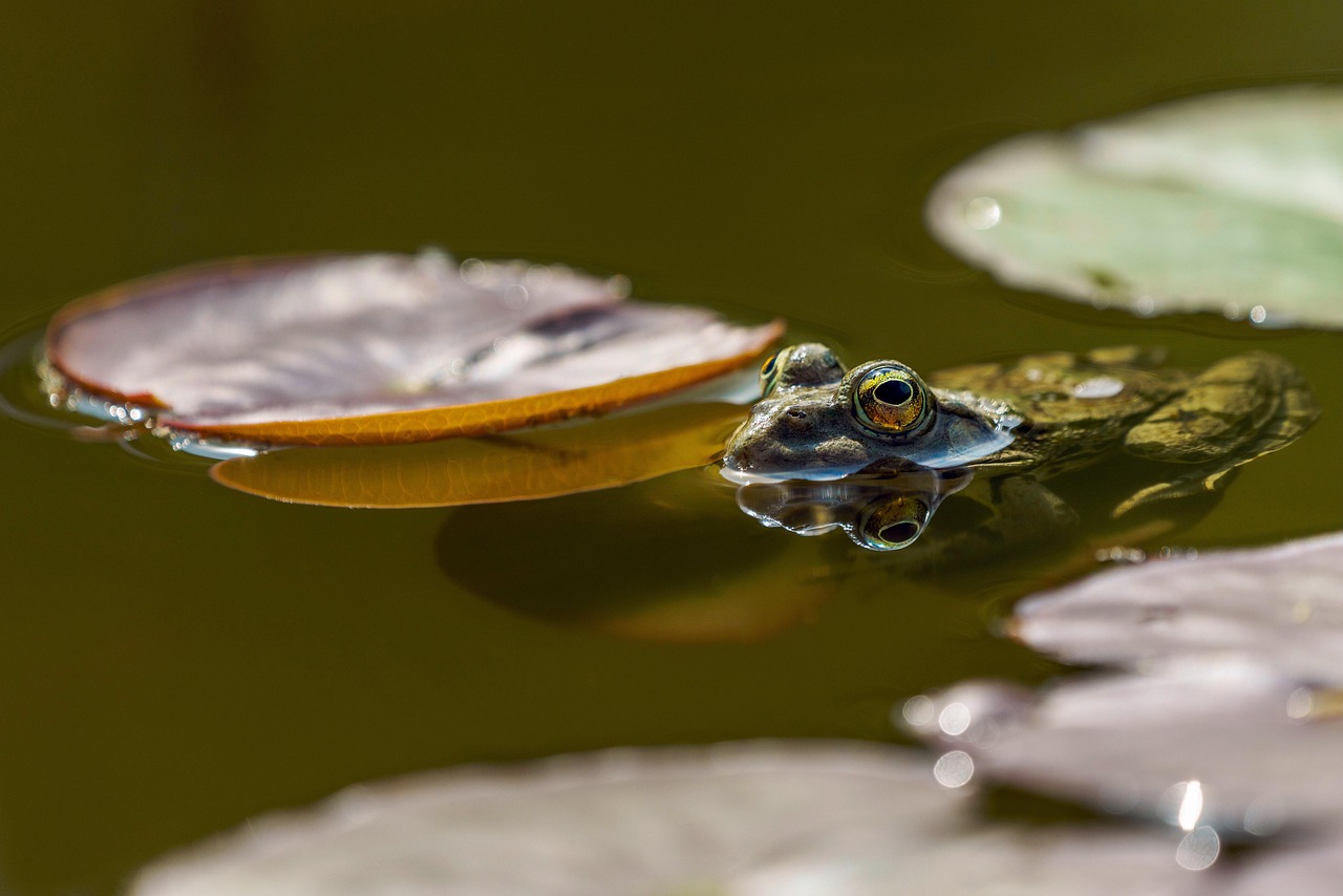 d&eacute;couvrez tout sur l'eau : ses propri&eacute;t&eacute;s, son importance vitale, ses usages et son impact sur notre environnement.