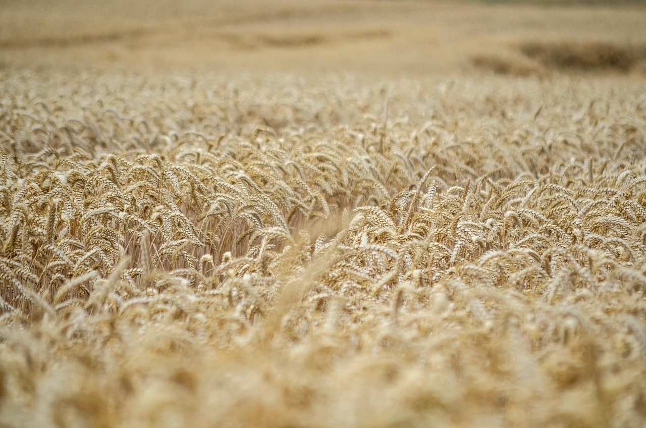 d&eacute;couvrez tout sur le bl&eacute;, une c&eacute;r&eacute;ale essentielle &agrave; l'alimentation mondiale, ses vari&eacute;t&eacute;s, ses utilisations en cuisine et son impact sur l'agriculture.