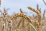 d&eacute;couvrez tout sur le bl&eacute;, une c&eacute;r&eacute;ale essentielle pour l'alimentation mondiale, ses vari&eacute;t&eacute;s, ses bienfaits et son r&ocirc;le dans l'agriculture.