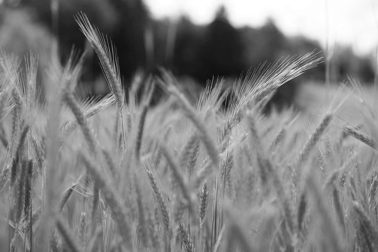 d&eacute;couvrez tout sur le bl&eacute;, une c&eacute;r&eacute;ale essentielle utilis&eacute;e dans l'alimentation mondiale, ses vari&eacute;t&eacute;s, ses bienfaits nutritionnels et ses applications culinaires.