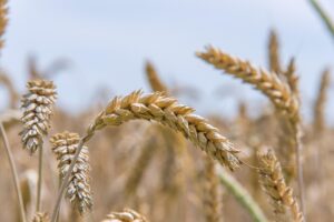 d&eacute;couvrez tout sur le bl&eacute;, une c&eacute;r&eacute;ale essentielle pour l'alimentation mondiale, ses vari&eacute;t&eacute;s, ses bienfaits et son r&ocirc;le dans l'agriculture.