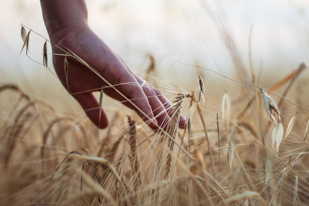 d&eacute;couvrez tout sur le bl&eacute; : culture, utilisations, bienfaits nutritionnels et son importance dans l'alimentation mondiale.