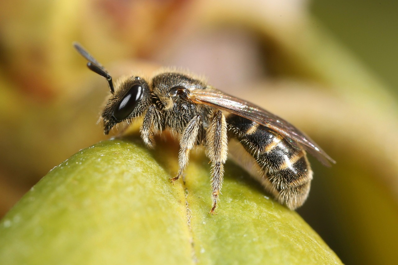 d&eacute;couvrez l'importance des pollinisateurs sauvages pour la biodiversit&eacute; et l'agriculture, et comment les prot&eacute;ger pour un &eacute;cosyst&egrave;me durable.