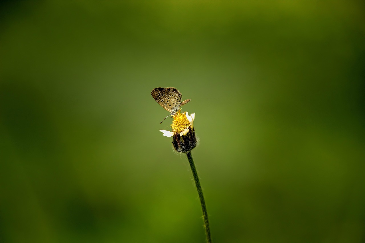 d&eacute;couvrez le r&ocirc;le essentiel des pollinisateurs sauvages dans la biodiversit&eacute; et l'&eacute;quilibre des &eacute;cosyst&egrave;mes.