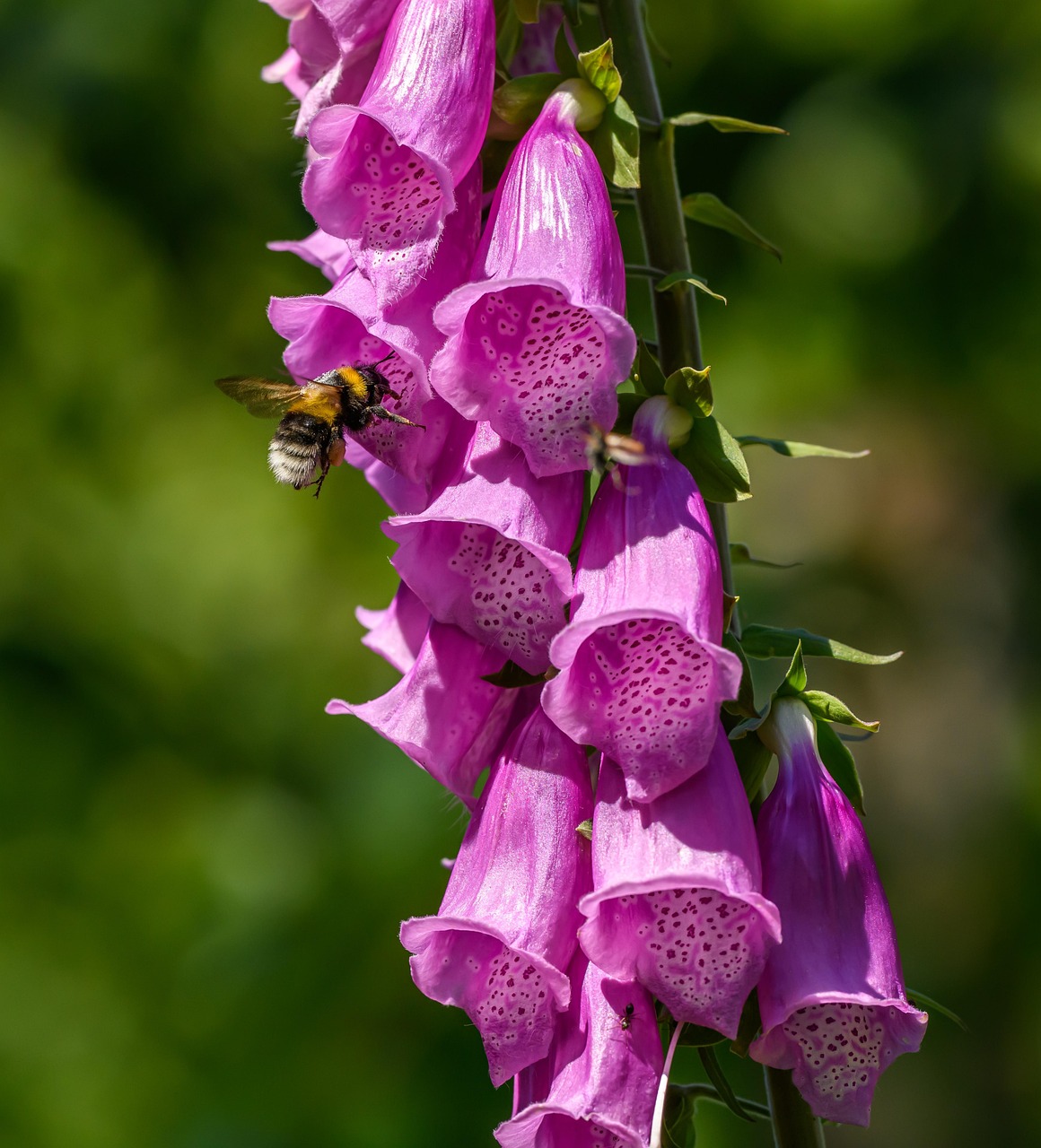 d&eacute;couvrez l'importance des pollinisateurs sauvages pour la biodiversit&eacute; et l'agriculture durable.
