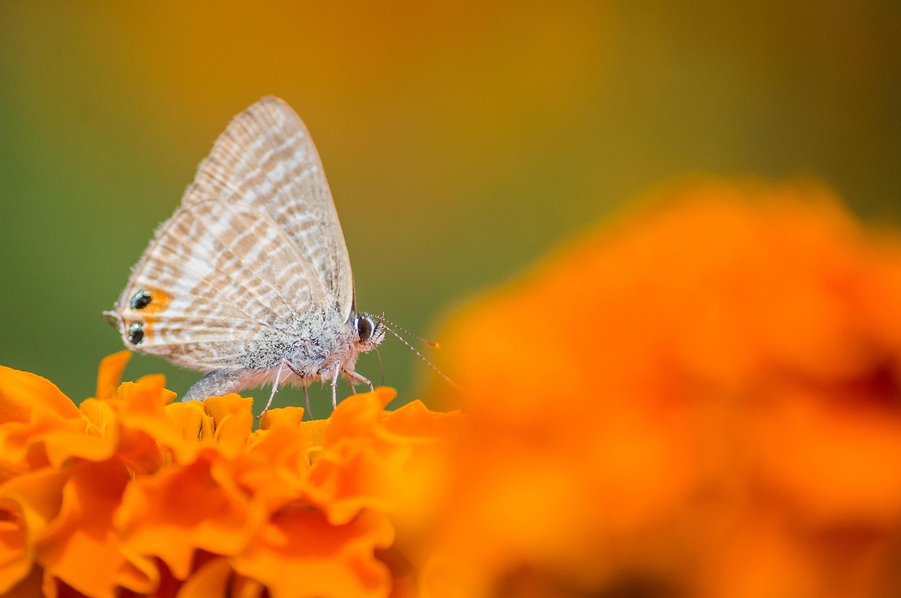 d&eacute;couvrez l'importance des pollinisateurs sauvages dans la biodiversit&eacute; et leur r&ocirc;le essentiel pour l'agriculture et l'environnement.