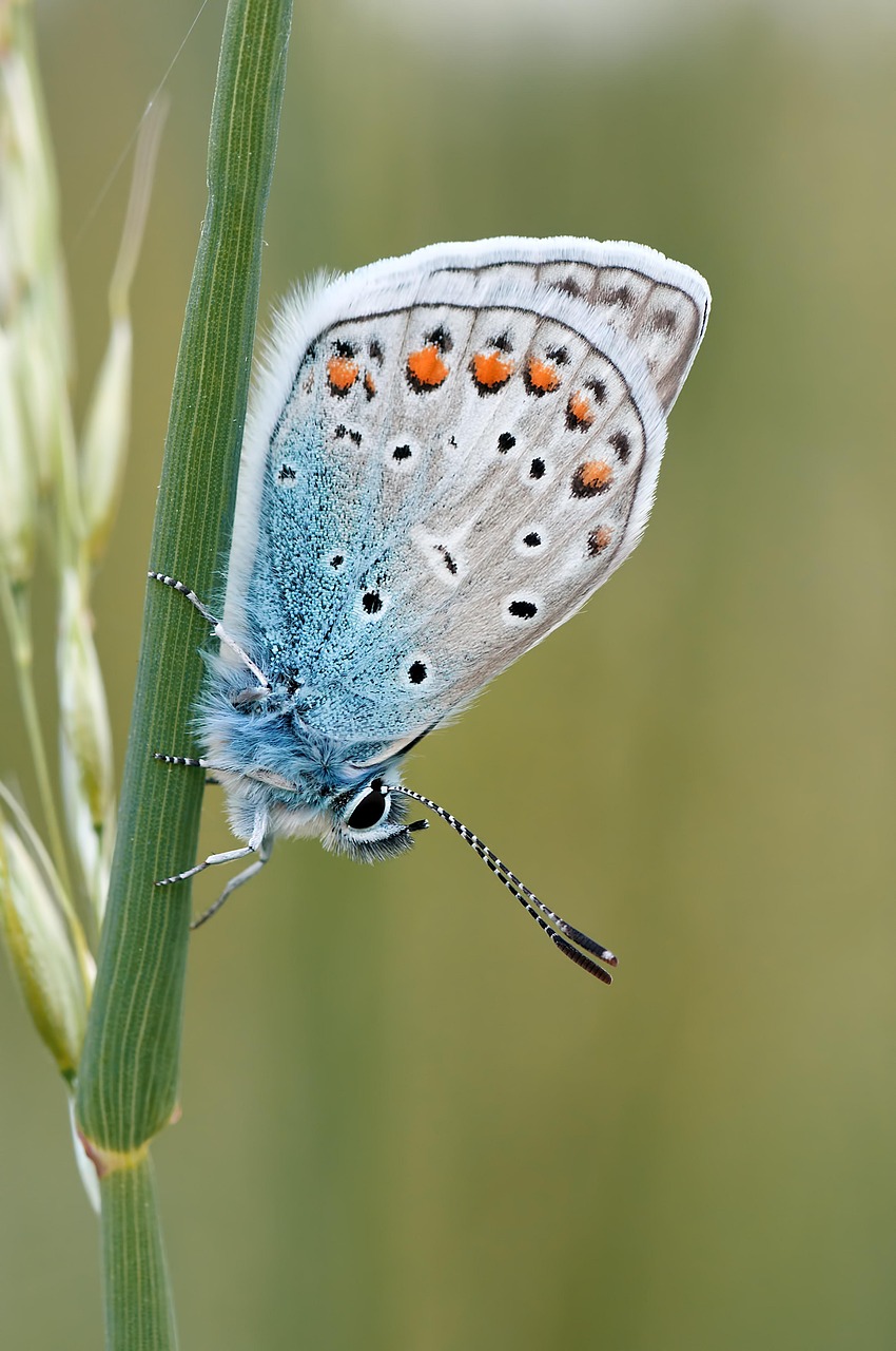 d&eacute;couvrez le r&ocirc;le essentiel des pollinisateurs sauvages dans la biodiversit&eacute; et l'agriculture durable.