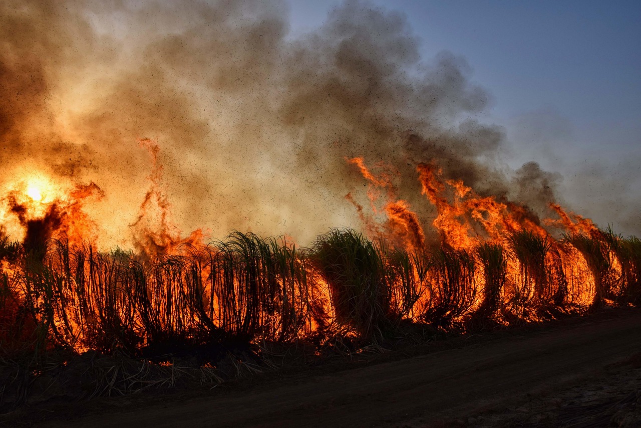 informations et actualit&eacute;s sur les feux de for&ecirc;t : causes, pr&eacute;vention, impacts environnementaux et mesures de s&eacute;curit&eacute;.